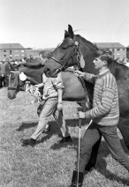 dyrskue1967_10