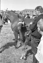 dyrskue1967_11