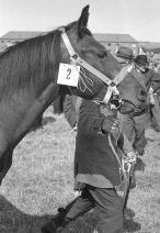 dyrskue1967_16