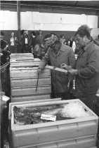 hanstholmfisk1975_11