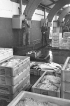 hanstholmfisk1975_17