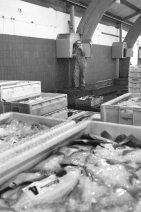 hanstholmfisk1975_18