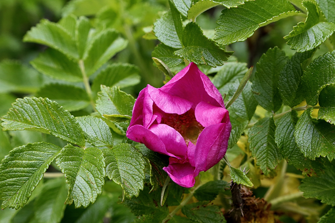 naturmad_hyben02670